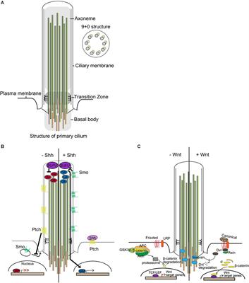 Roles of Primary Cilia in the Developing Brain